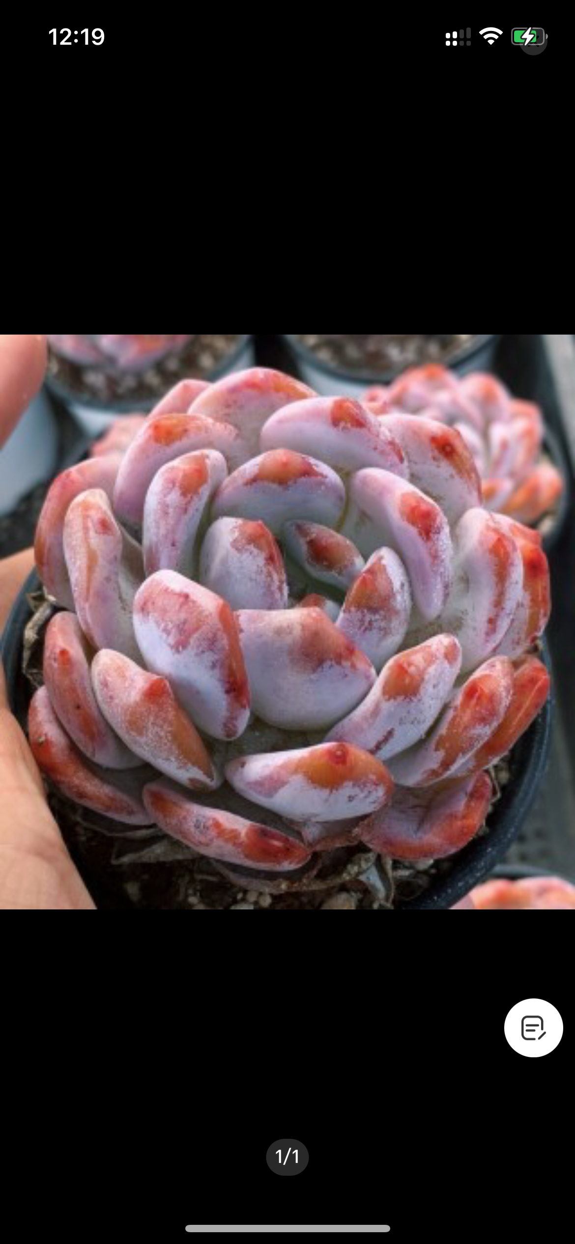 大橙梦露多肉植物粉色的,鲜花速递/花卉仿真/绿植园艺,多肉植物,淘宝优惠券,粉丝福利购,淘宝优惠卷