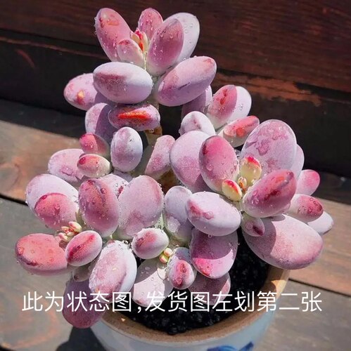 乒乓福娘多肉植物绿植盆栽开花多肉老桩