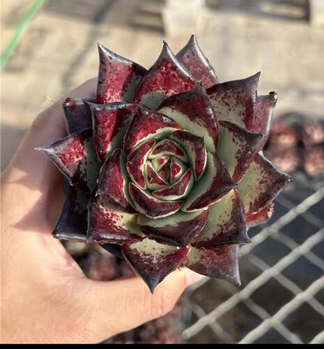 多肉植物乌木黑檀汁绿底黑红边高端贵货新手好养绿植盆栽