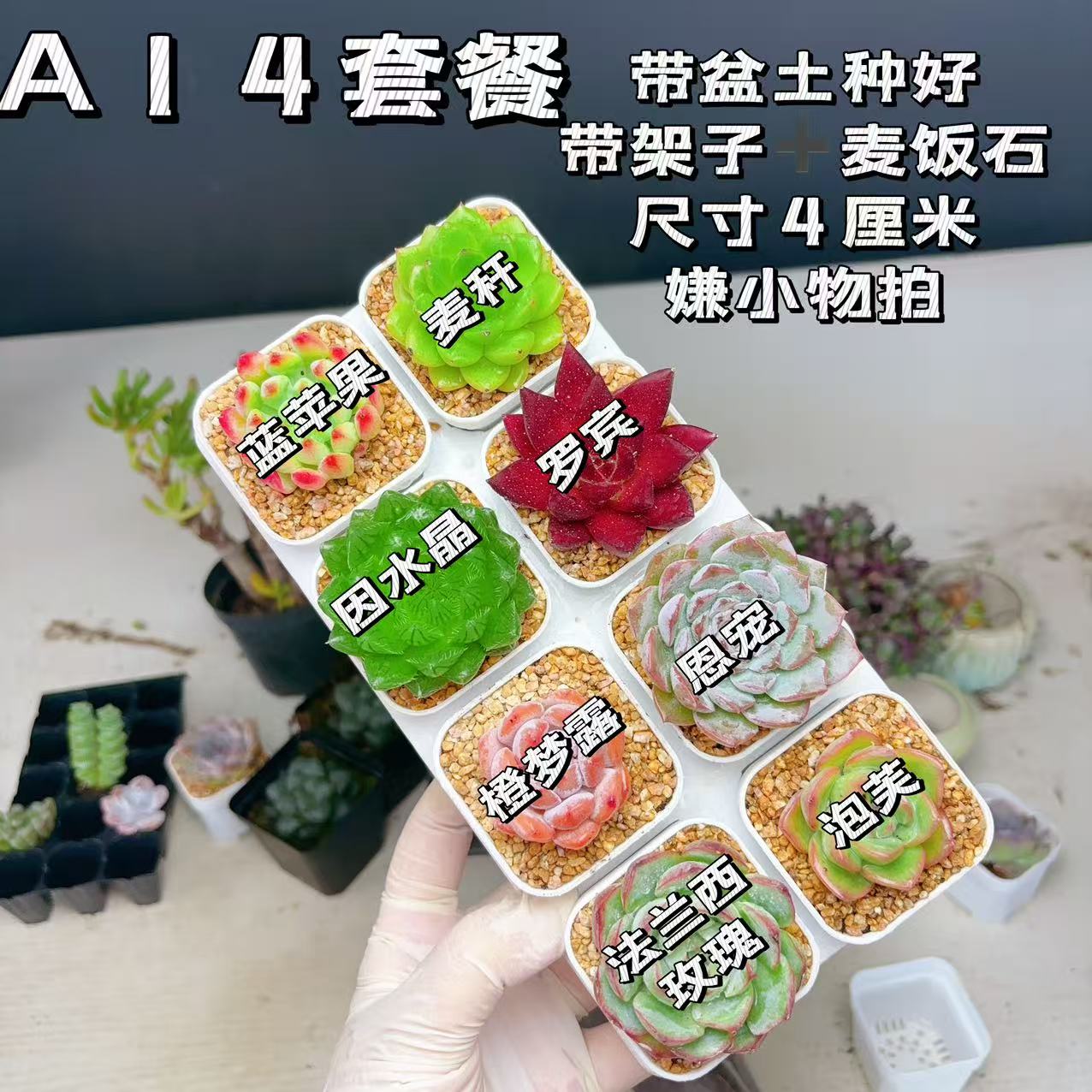 【A14套餐】8颗多肉套餐多肉多肉植物