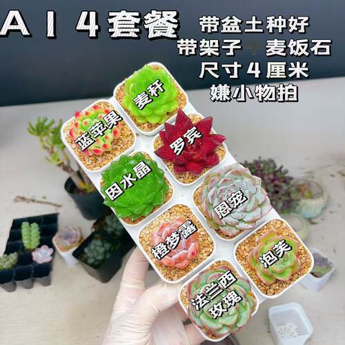 【A14套餐】8颗多肉套餐多肉植物8颗品种带托架