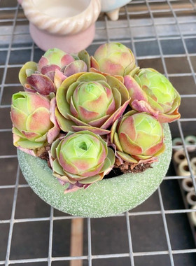 【七颗带盆土】水蜜桃玫瑰7颗山地玫瑰多肉植物