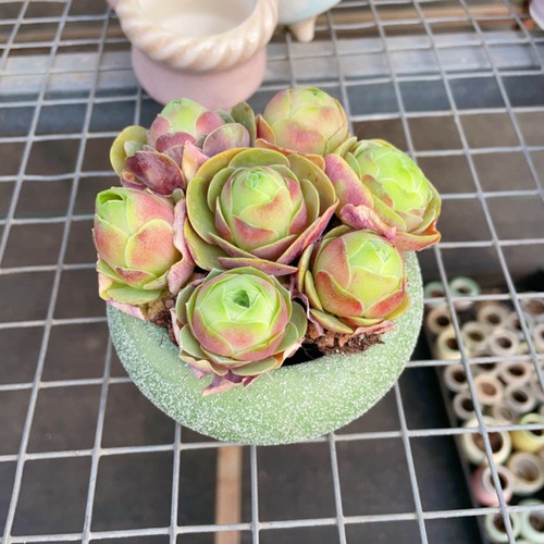 【七颗带盆土】水蜜桃玫瑰7颗山地玫瑰多肉植物