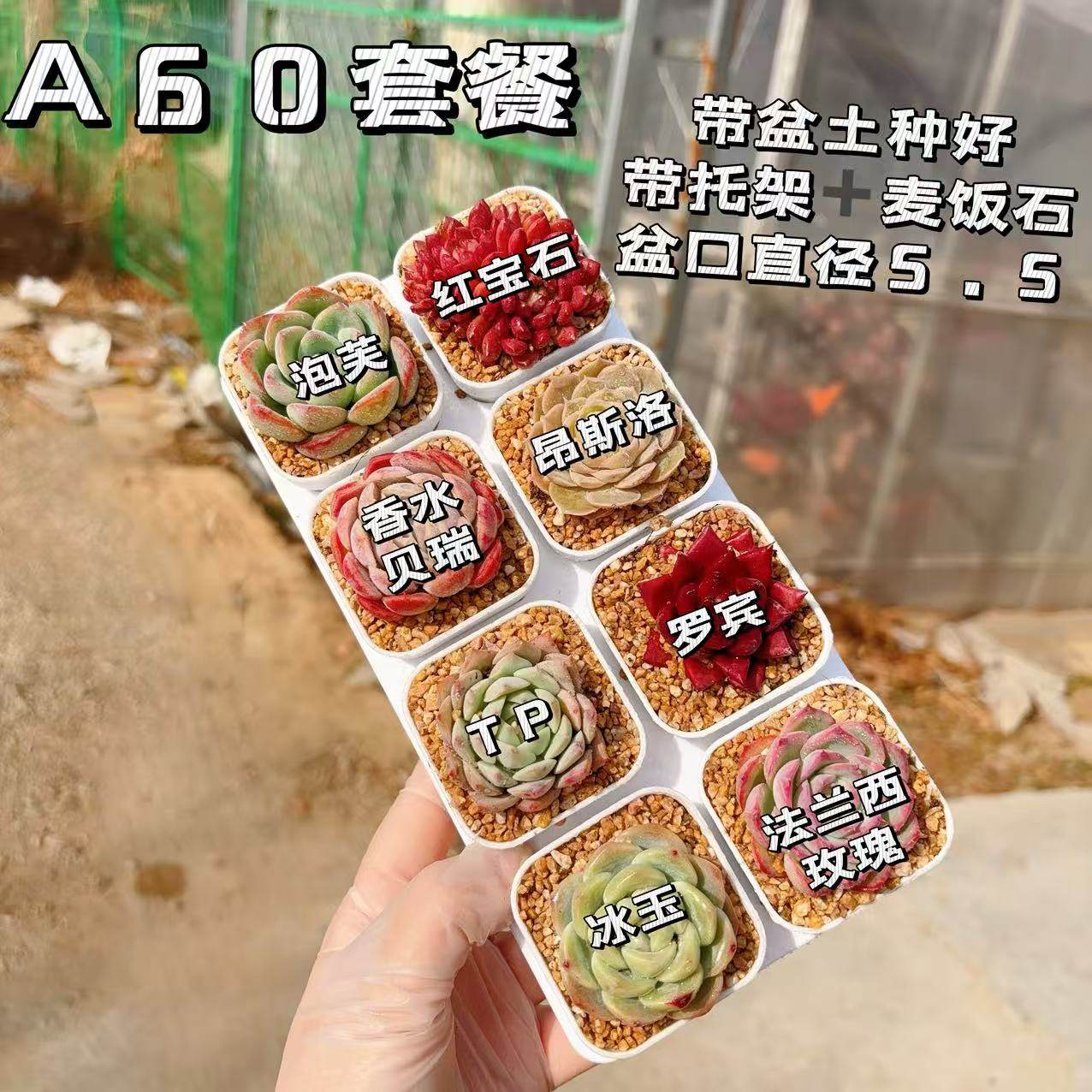【A60号套餐】8颗多肉套餐多肉植物8颗品种带托架,鲜花速递/花卉仿真/绿植园艺,多肉植物,淘宝优惠券,粉丝福利购,淘宝优惠卷