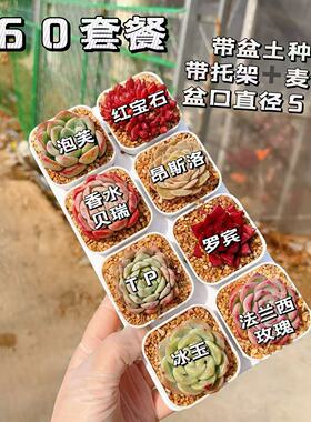 【A60号套餐】8颗多肉套餐多肉植物8颗品种带托架