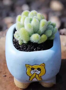 信东尼群生多头毛茸茸超萌多肉植物室内花卉组合盆栽
