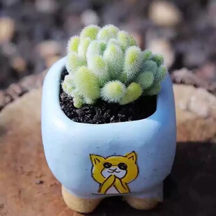 信东尼群生多头毛茸茸超萌多肉植物室内花卉组合盆栽