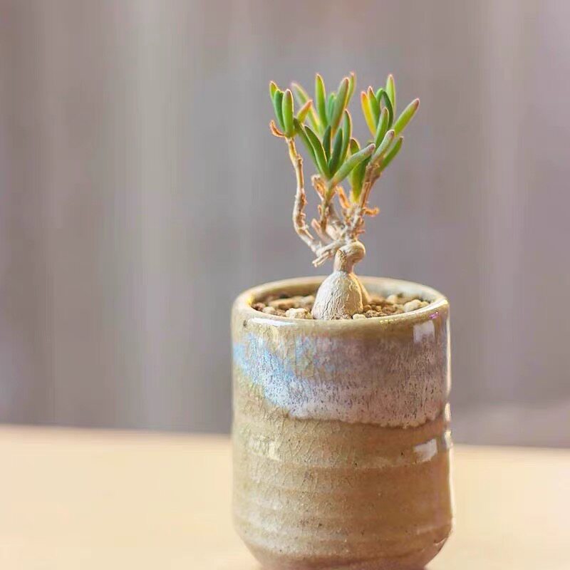 冰花麒麟块根大戟科群生室内老桩盆栽多肉植物耐寒