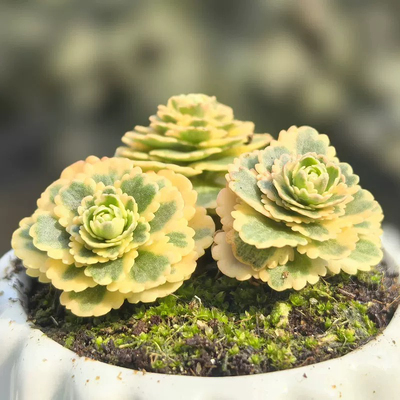 亚特兰蒂斯玫瑰多肉植物绿植盆栽