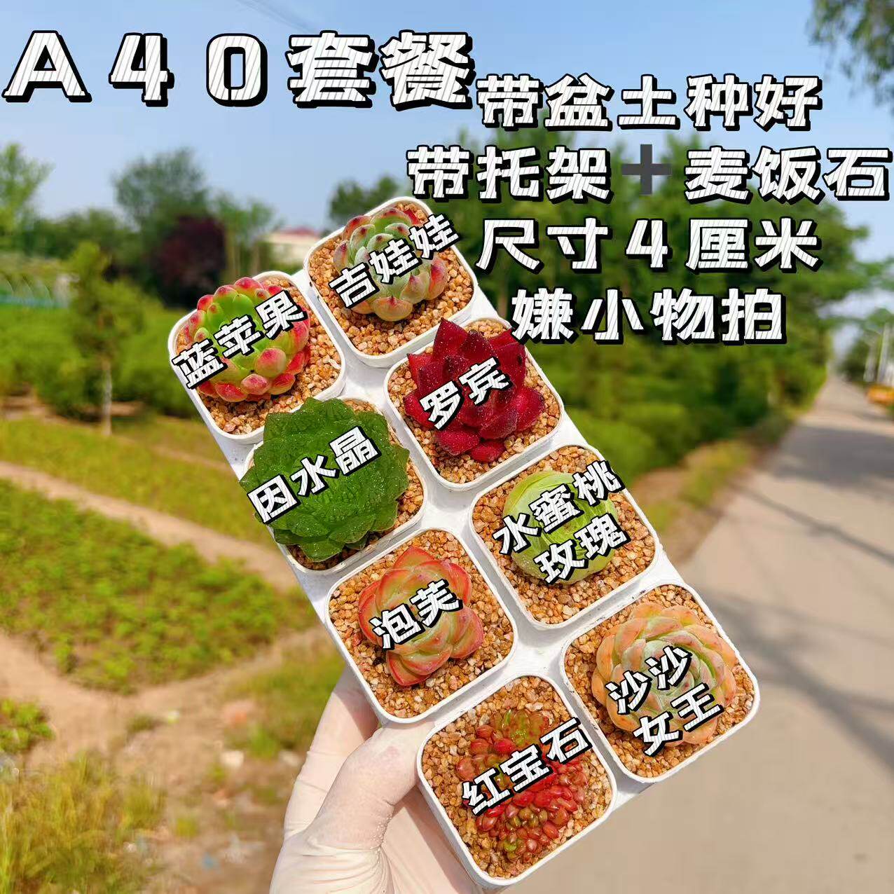 【A40号套餐】8颗多肉套餐多肉植物8颗品种带托架