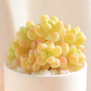 凝脂莲老桩多肉绿植盆栽黄色带香味多肉