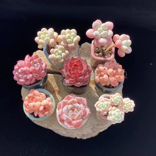 拇指多肉植物迷你小萌物尺寸2到3厘米带土球发货。