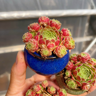 多肉植物爱德华长生草群生爆仔多肉绿植盆栽