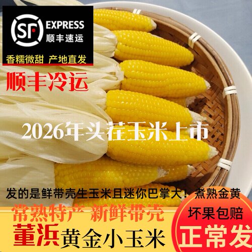 顺丰包邮常熟董浜特产黄金小玉米新鲜现摘网红农家带壳生玉米香糯