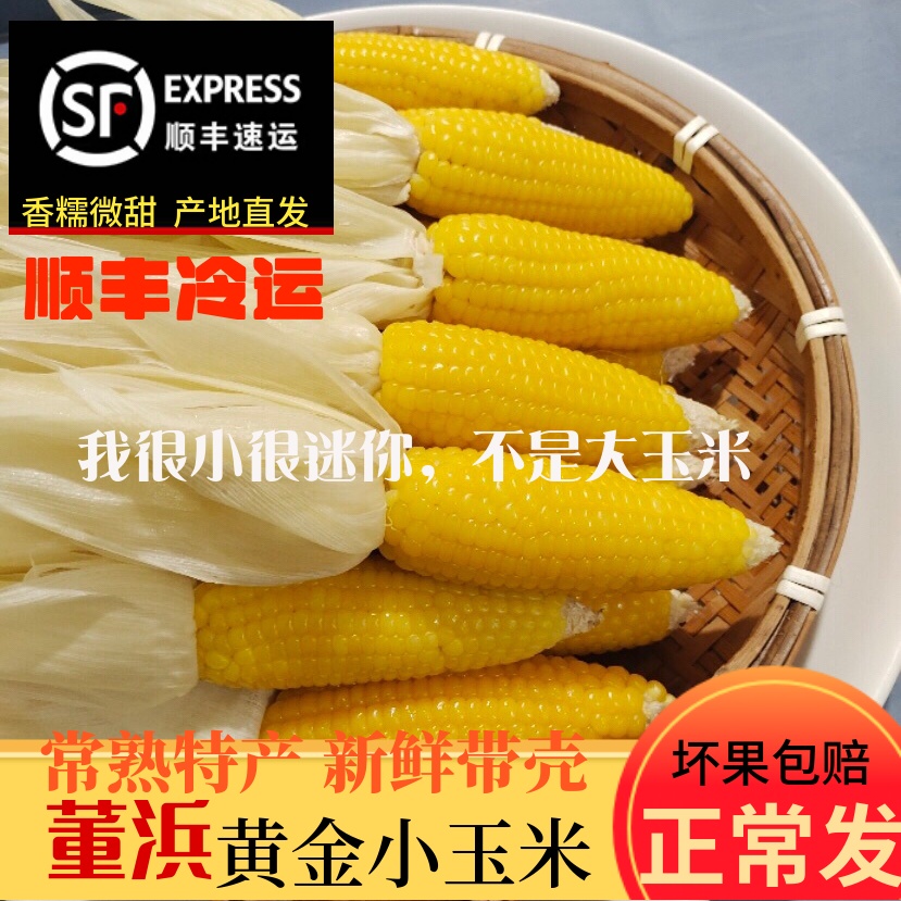 黄金小玉米常熟董浜特产新鲜现摘