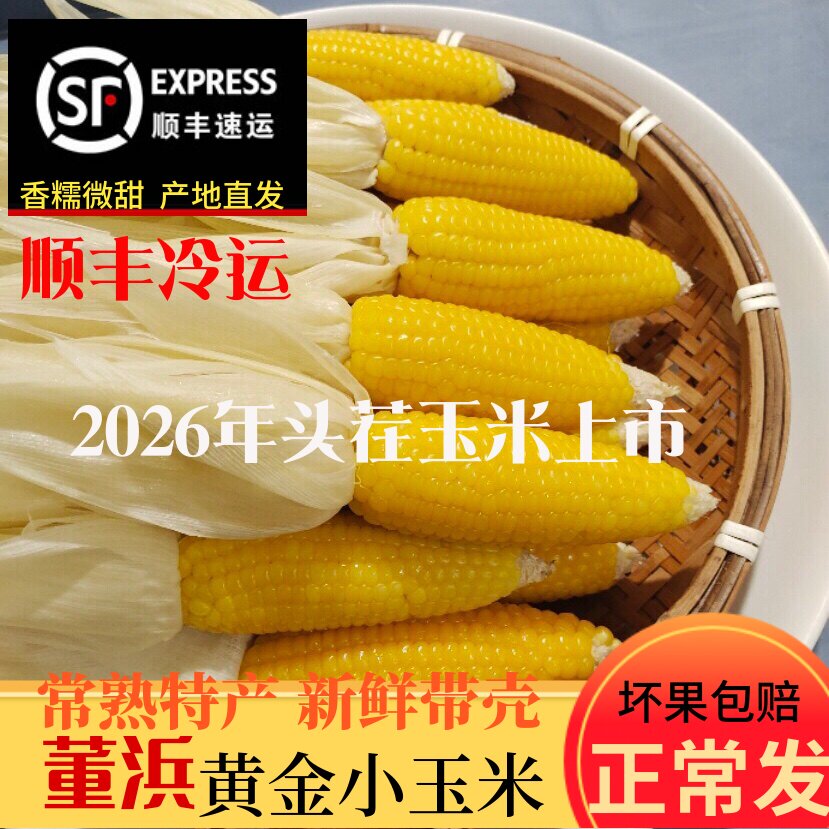 顺丰包邮常熟董浜特产黄金小玉米新鲜现摘网红农家带壳生玉米香糯