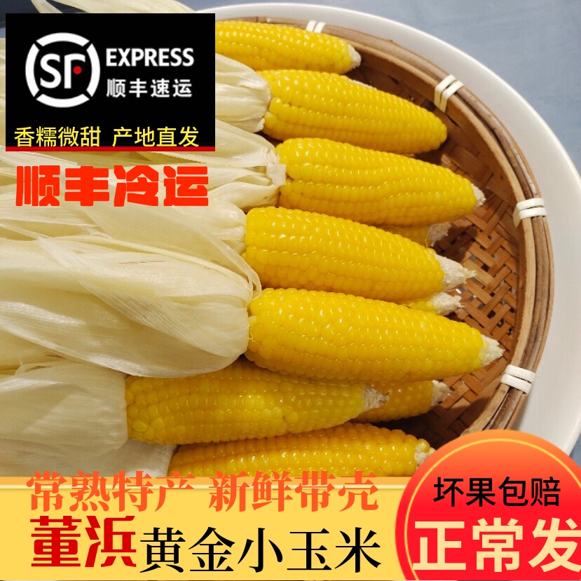 黄金小玉米常熟董浜特产新鲜现摘
