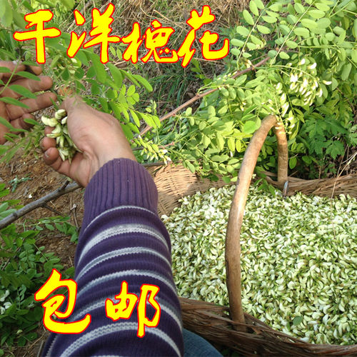 洋槐花干野生特价26年新河南特产槐花麦饭饼 新鲜刺槐花茶500克