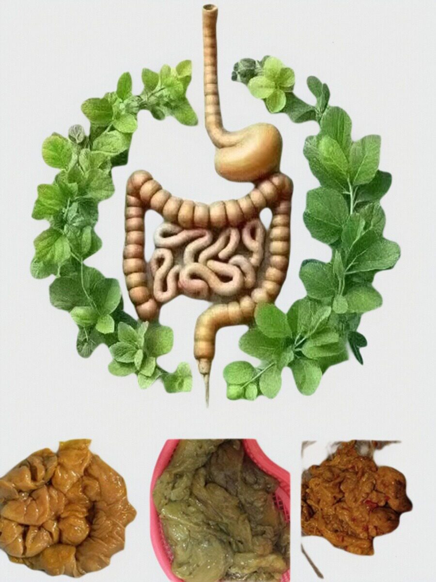 肠排小肠排消化道排堵酵素粉非伊酵素