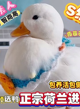 荷兰纯种柯尔鸭S级正品假一罚十