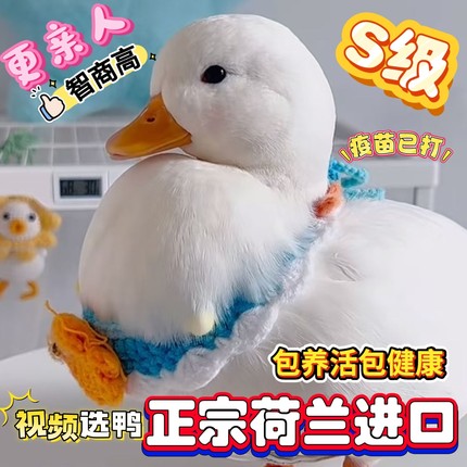 【视频选鸭】荷兰纯种柯尔鸭正品赛级S级网红活宠物鸭成年鸭幼崽