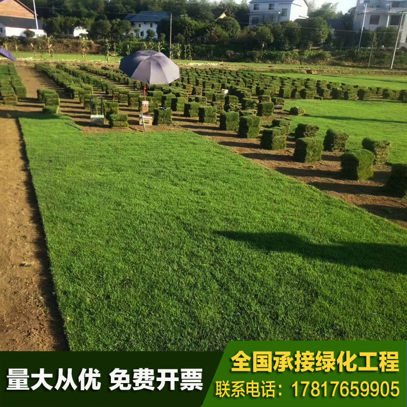 带土真草草坪草皮耐寒四季青果岭草麦冬草地毯草别墅庭院绿化包邮_虎窝淘