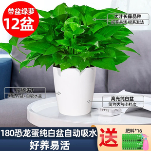 绿萝盆栽室内植物新房家用净化空气绿植花卉优选