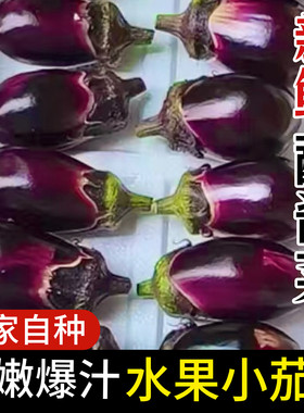 现摘东北水果圆茄农家自种新鲜紫皮茄子薄皮小茄子蘸酱菜便宜包邮