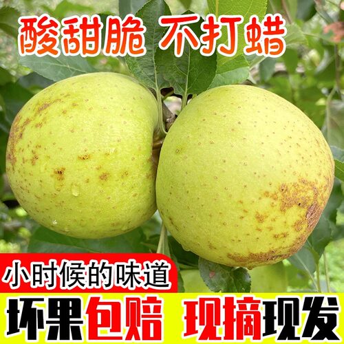 当季现摘大沙河新鲜青苹果酸甜脆