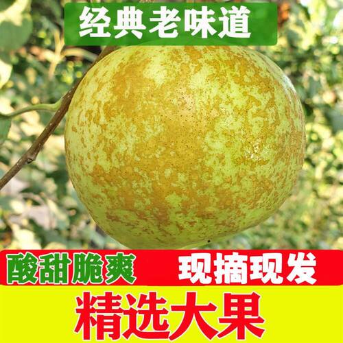 大沙河青苹果华硕当季现摘酸甜脆孕妇新鲜野生丑特级水果萍非金帅