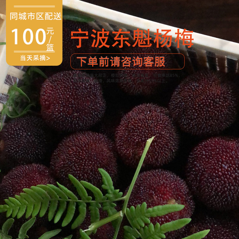 产地自提|浙江宁波产东魁杨梅时令水果4斤当天采摘高山新鲜水果