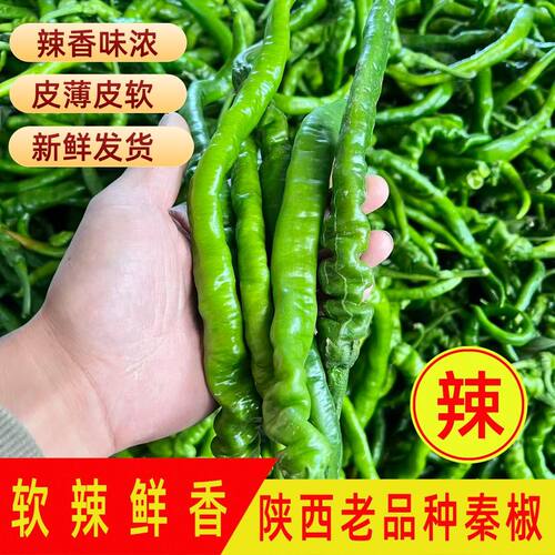 特辣特辣正宗陕西秦椒