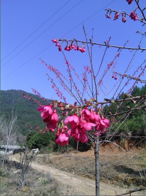 福建中国红赖坊樱花树苗南北方种植台湾地栽开花庭院绿化花木清流