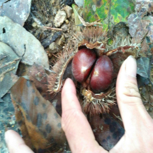 山河星新鲜甘栗毛栗子甜生板栗零食坚果干果食品清蒸野生板栗锥栗
