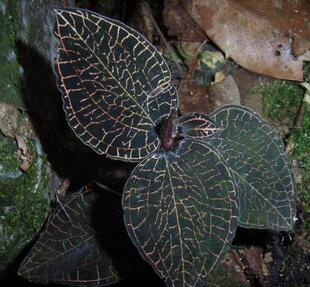 新鲜绿植物森林 草土金线兰炖汤煲汤草根闽三明 金线莲