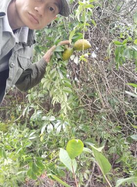4斤新鲜野果木通果牛藤果拿藤包八月炸九月瓜黄牛卵坨果牛哈卵泡