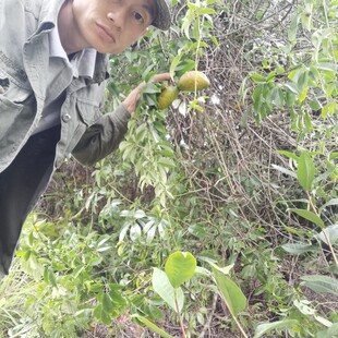 4斤新鲜野果木通果牛藤果拿藤包八月炸九月瓜黄牛卵坨果牛哈卵泡