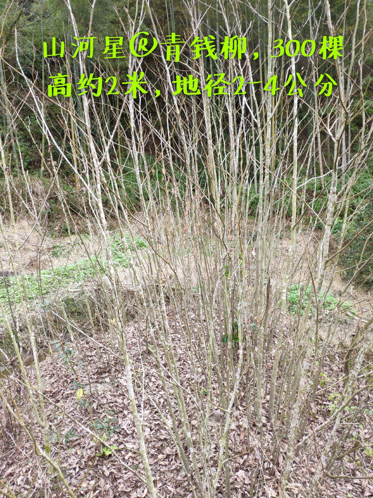 青钱柳树苗 茶叶树土货苗木福建三明清流种子