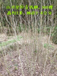 青钱柳树苗 茶叶树土货苗木福建三明清流种子