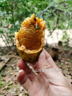 牛卵坨香蜜果 4斤野生新鲜木通果拿藤包九月瓜牛哈卵牛藤包牛卵蛋