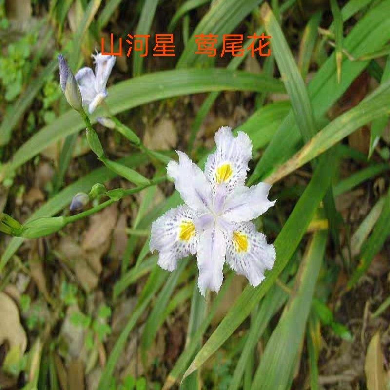 自然 鸢尾 花苗 扁竹花 绿化 污水湿地园林植物 福建三明清流,鲜花速递/花卉仿真/绿植园艺,绿植,淘宝优惠券,粉丝福利购,淘宝优惠卷