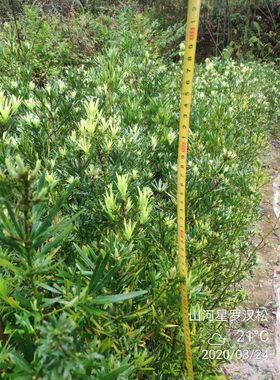 小叶罗汉松树苗桌面盆栽绿植金钻