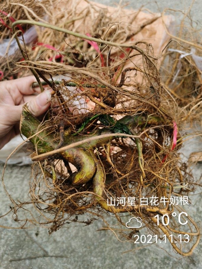 山河星白花牛奶根草根树根植物土膳食材石榴子根福建三明清流