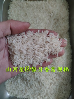 山河星细长香米香占稻种常规稻贡米籼米长粒香米软糯香白大米种植