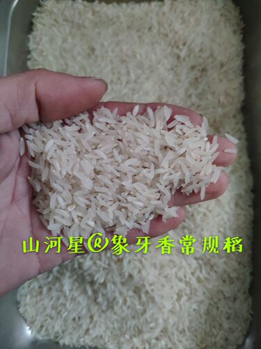 山河星细长香米香占稻种常规稻贡米籼米长粒香米软糯香白大米种植
