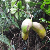 4斤装 野生水果九月瓜八月瓜野果牛哈卵拿藤包木通果牛卵坨八8月炸