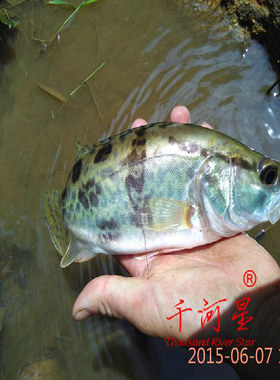 山河星 桂鱼鳜鱼桂花鱼肉贵鱼九龙湖泉水生鲜闽三明清流星鱼1斤