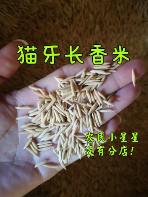猫牙长粒香米农场种植细长香大米早中晚稻水稻谷子汕稻常规稻自留