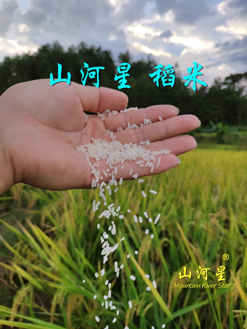 河龙贡米福建长粒大米