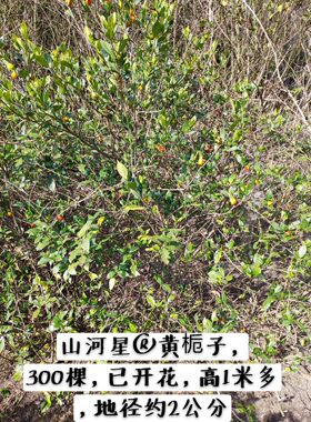 水横枝树苗庭院花卉阳台盆栽